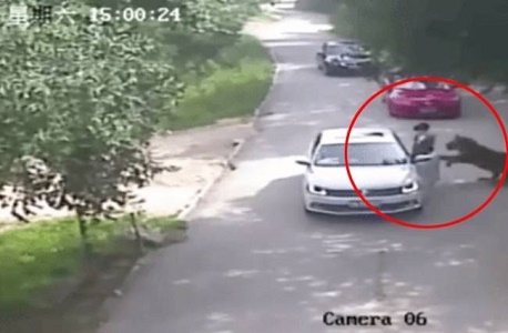 tiger took a women landing from car in park