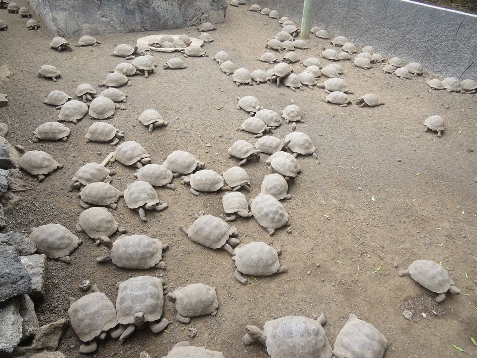 up-stf-amethi-police-arrested-tortoise-smuggler-10-thousand-turtle-recovered