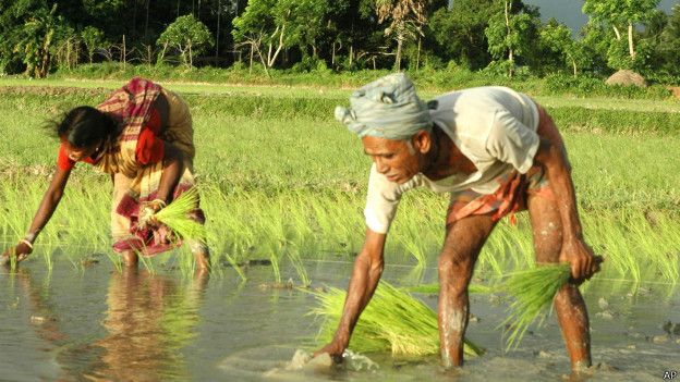  government-target-for-record-production-due-to-normal-monsoon