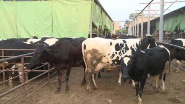 farmers-locked-up-stray-cows-in-schools-uttar-pradesh